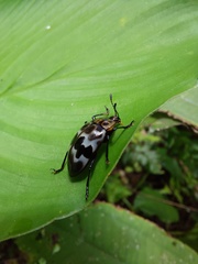 Prepopharus eduardoi