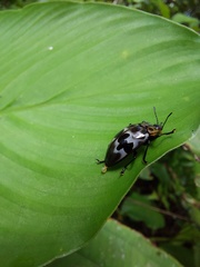 Prepopharus eduardoi