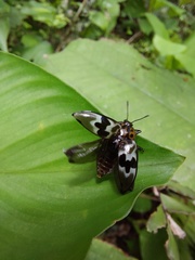 Prepopharus eduardoi