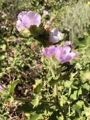 Malacothamnus lucianus