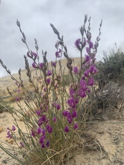 Astragalus chloodes