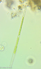 Gonatozygon brebissonii