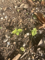 Clinopodium douglasii