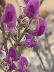 Astragalus chloodes