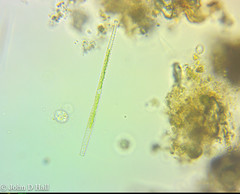 Gonatozygon brebissonii