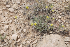Eriogonum lachnogynum