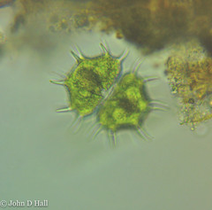 Xanthidium cristatum