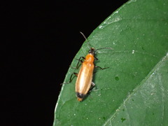 Idgia dubia