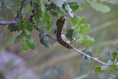 Malacosoma constricta
