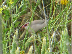 Estrilda troglodytes