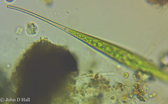 Closterium rostratum