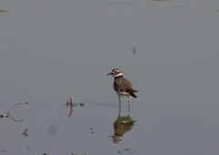 Charadrius vociferus