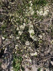 Prunus maritima