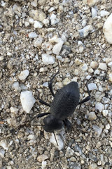 Cryptoglossa muricata