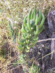 Austrocylindropuntia shaferi