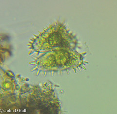 Staurastrum claviferum