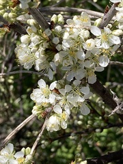 Prunus maritima