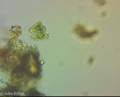 Staurastrum claviferum