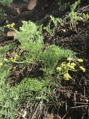 Lomatium brandegeei