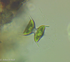 Staurodesmus dejectus