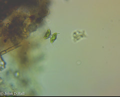 Staurodesmus dejectus