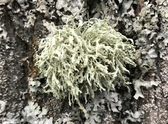 Ramalina