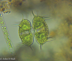 Xanthidium antilopaeum polymazum