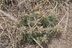Castilleja sessiliflora