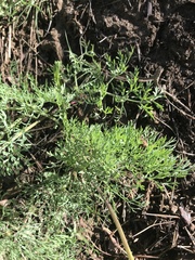 Lomatium brandegeei