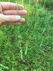 Hypericum gymnanthum