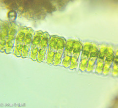Desmidium aptogonum