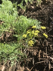 Lomatium brandegeei