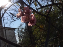 Prunus persica