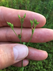 Hypericum gymnanthum