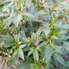 Solanum radicans