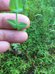 Hypericum gymnanthum