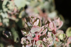 Arctostaphylos pringlei