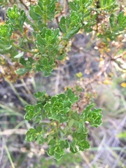 Baccharis tola