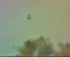 Euastrum denticulatum