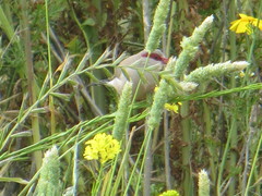 Estrilda troglodytes