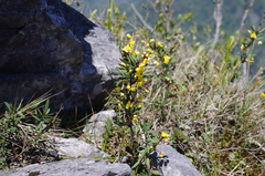 Berberis tarokoensis