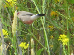 Estrilda troglodytes