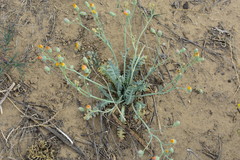 Malacothrix sonchoides