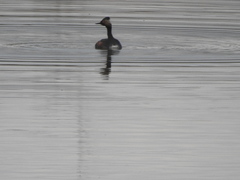 Podiceps nigricollis