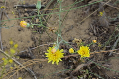 Malacothrix sonchoides