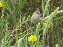 Estrilda troglodytes