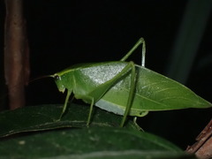 Turpilia