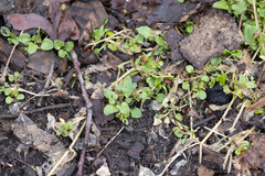 Chrysosplenium americanum