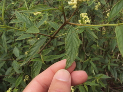 Varronia dichotoma