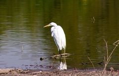 Ardea alba